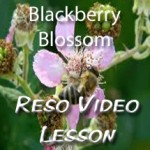 BBerry
